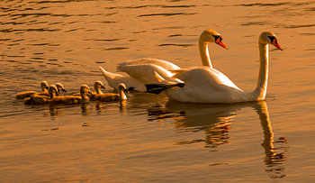 Eine Familie von Höckerschwänen bei Sonnenuntergang