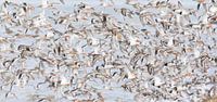 Redshanks of the redshanks - Natural Wadden Sea by Anja Brouwer Fotografie thumbnail