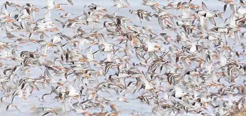 Les jarrets rouges - Mer des Wadden naturelle