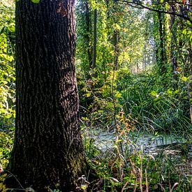 Forêt de conte de fées, forêt sur BDG pics