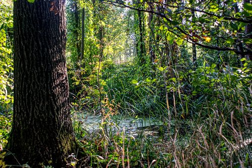 Forest, Fairy tale forest