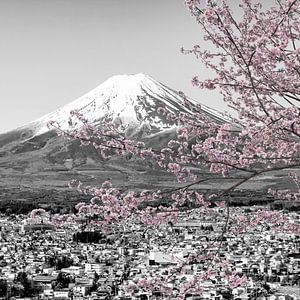 Bezaubernder Blick zum Fuji zur Kirschblüte | colorkey