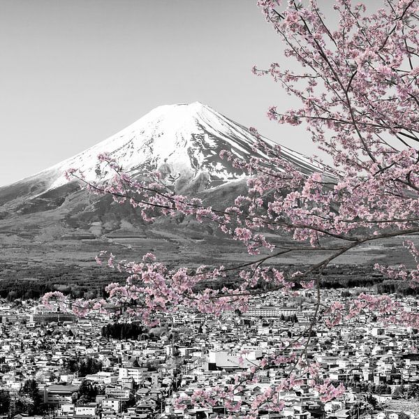 Vue enchanteresse sur le mont Fuji pendant la floraison des cerisiers | colorkey par Melanie Viola