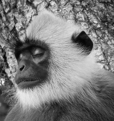 Close-up "black-faced" Hanuman langurs