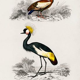 Different types of birds von Heinz Bucher