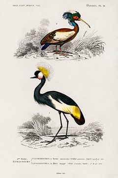 Verschillende soorten vogels van Heinz Bucher