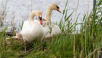 Biesbosch