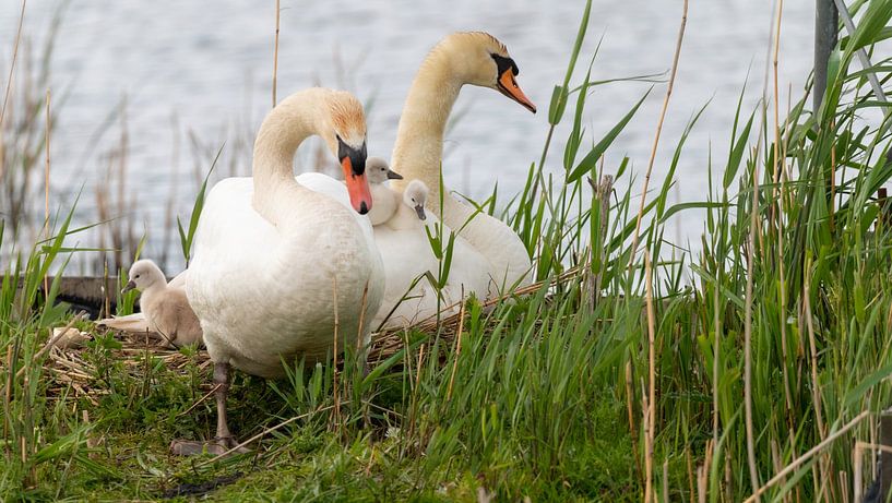 Biesbosch von Dick van der Wilt