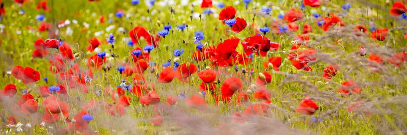 Poppy field by Uwe Merkel