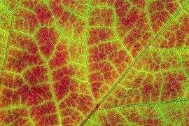 Herbstblätter mit Adern von Carola Schellekens