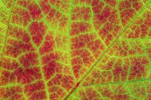 Feuilles d'automne avec nervures