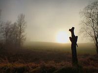 Vroege winter I