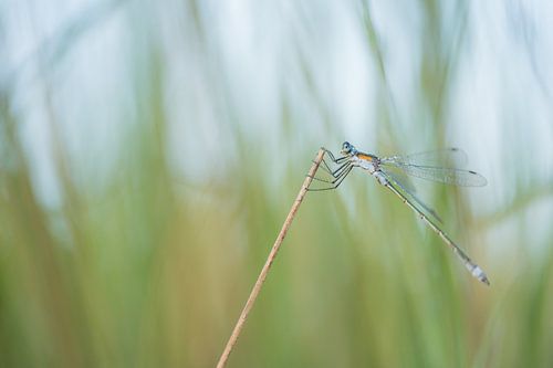 Juffer in het gras