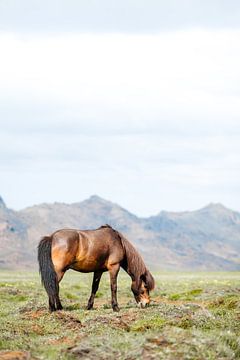 Grazende IJslandse pony in IJsland van Marit Hilarius