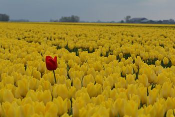 Lonely, but not alone...