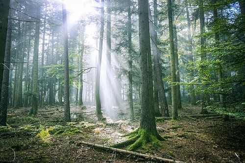 Sonnenharfe durch die Bäume in den Vogesen