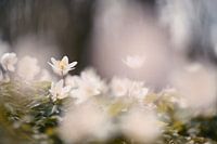 Wood anemone