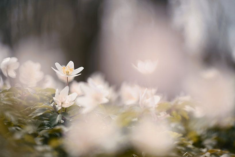 Wood anemone by Jan Koetze