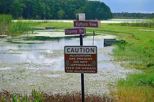 Warnschild „Alligator“