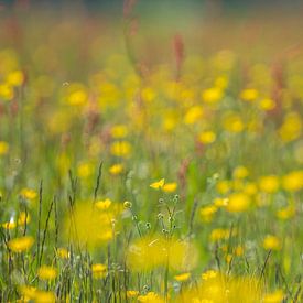 Buttercups and sorrel in the field. by Tineke Koen