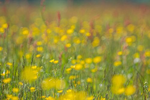Butterblumen und Sauerampfer auf dem Feld. von Tineke Koen