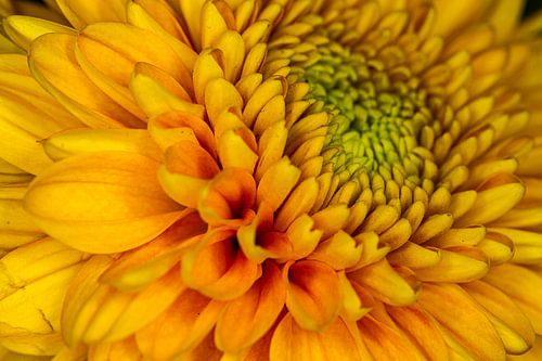 Zonnebloem Helianthus Annuus 'Teddy Bear'