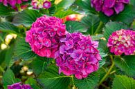 Beautiful purple pink Hydrangeas by Jan van Broekhoven thumbnail