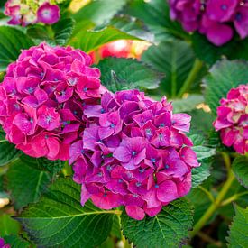 De magnifiques hortensias rose pourpre sur Jan van Broekhoven