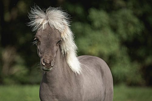 American mini horse.