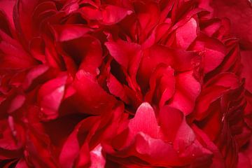 Close-up van roze bloemblaadjes van een pioenroos van Studio LE-gals