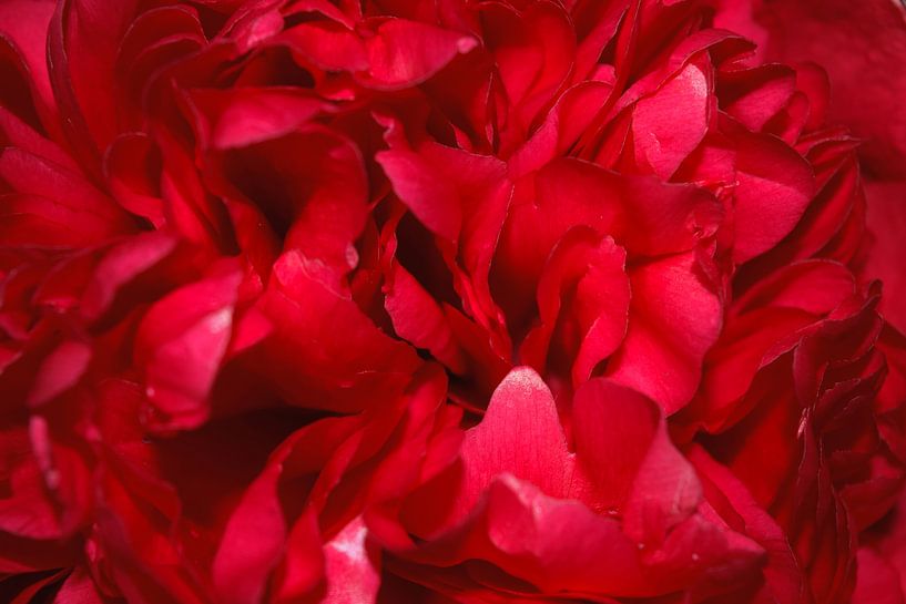 Nahaufnahme von rosa Blütenblättern einer Pfingstrose von Studio LE-gals
