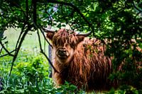 Een Schot tussen de bomen
