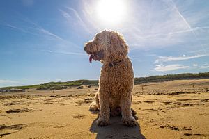 Sunny Golden Doodle