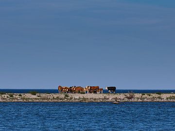 koeien op een dijk