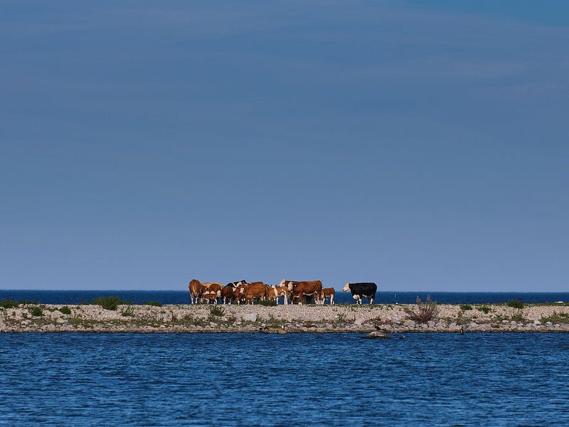 cows on a dyke by Geertjan Plooijer