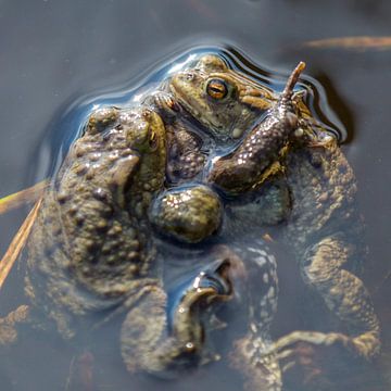 Mating Toads sur noeky1980 photography
