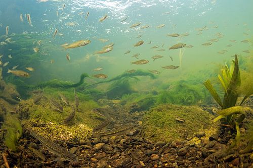 Schule mit Gründling