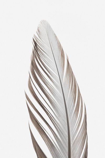 Feder_003 von Pictufy Studio III