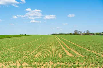 L'agriculture de printemps sur Achim Prill