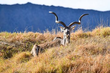Kudu im grass vor einem Berg von Robert Styppa