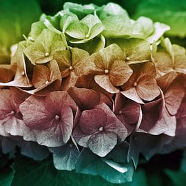 La poésie sombre de l'hortensia 