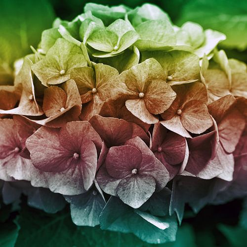 The Dark Poetry of the Hydrangea 