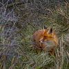 Een vos tussen de struiken van Patrick Herzberg