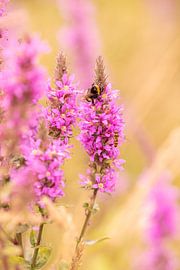 Blühender Sommergarten von Reinier Holster