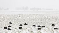 Meerkoeten in sneeuwstorm van Johan Zwarthoed thumbnail