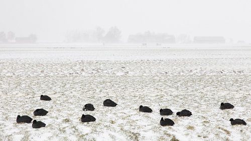 Meerkoeten in sneeuwstorm