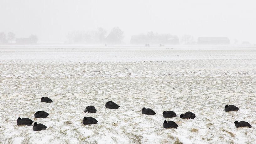 Blässhühner im Schneesturm von Johan Zwarthoed