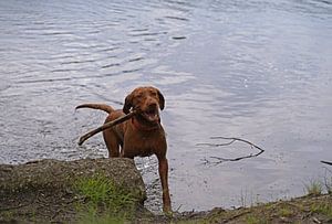 Wasserspiele am See mit einem braunen Magyar Vizsla Drahthaar.