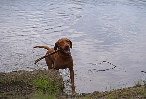 Waterspelletjes aan het meer met een bruine Magyar Vizsla draadhaar.