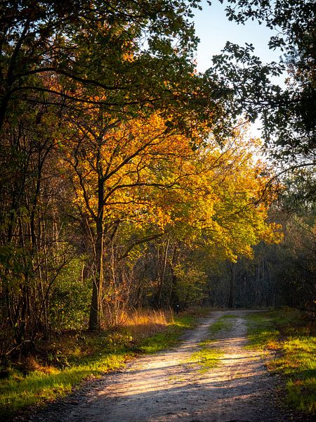 herfst 2022 8 van snippephotography